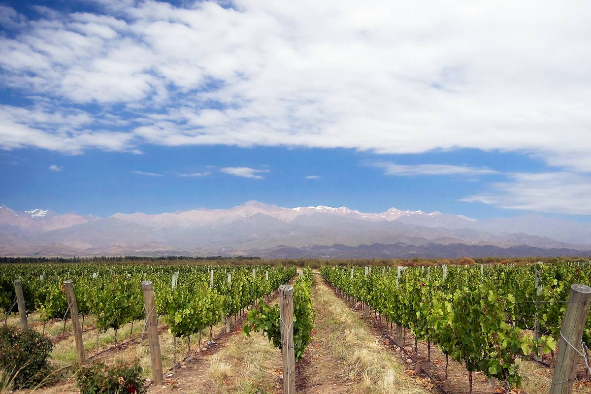 Gröna vinrader med trästolpar sträcker sig mot snötäckta toppar i Anderna under en blå himmel med vita moln i Mendoza