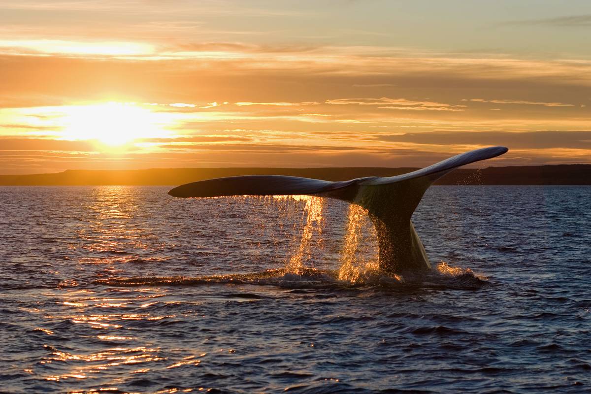 En sydkapares stjärtfena reser sig ur havet med droppande vatten i motljus från en gyllene solnedgång över Golfo Nuevo