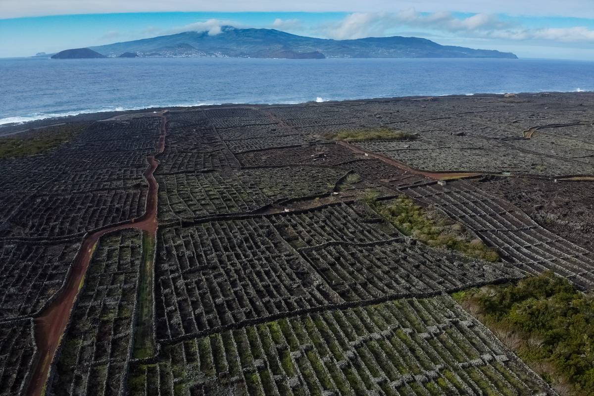 Flygbild över vingårdarna i Criação Velha på Pico med ett rutnät av svarta lavastensmurar, havet och ön Faial i bakgrunden