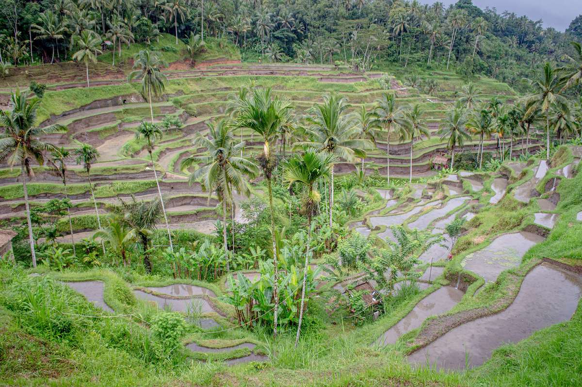 Gröna, vattenfyllda risterrasser i trappsteg mellan palmer i Tegallalang norr om Ubud, med djungelklädda sluttningar i bakgrunden