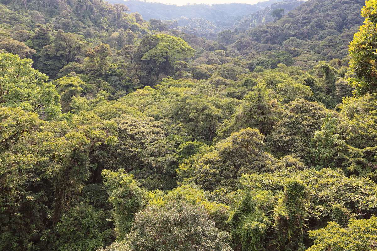 Utsikt över täta, gröna trädkronor i molnskogen i Monteverde, med skogklädda bergsluttningar som försvinner i diset