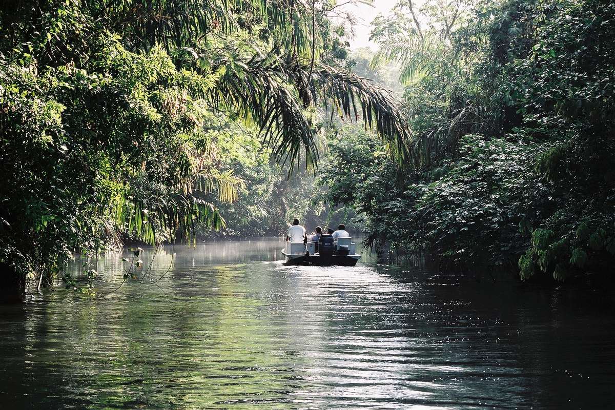 En liten båt med turister glider fram på en stilla, mörk kanal mellan palmer och tät regnskog i Tortuguero