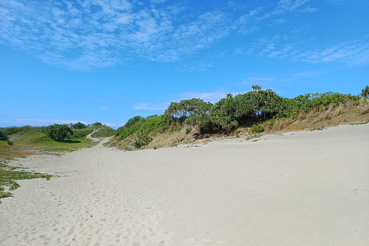 En bred, ljus sanddyn med fotspår som stiger mot gröna buskar och träd under blå himmel i Sigatoka Sand Dunes nationalpark