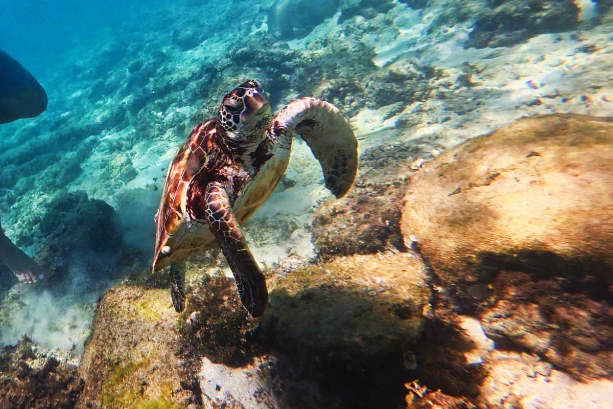 En havssköldpadda simmar över korallblock i klart, turkost vatten utanför Moalboal på Cebu