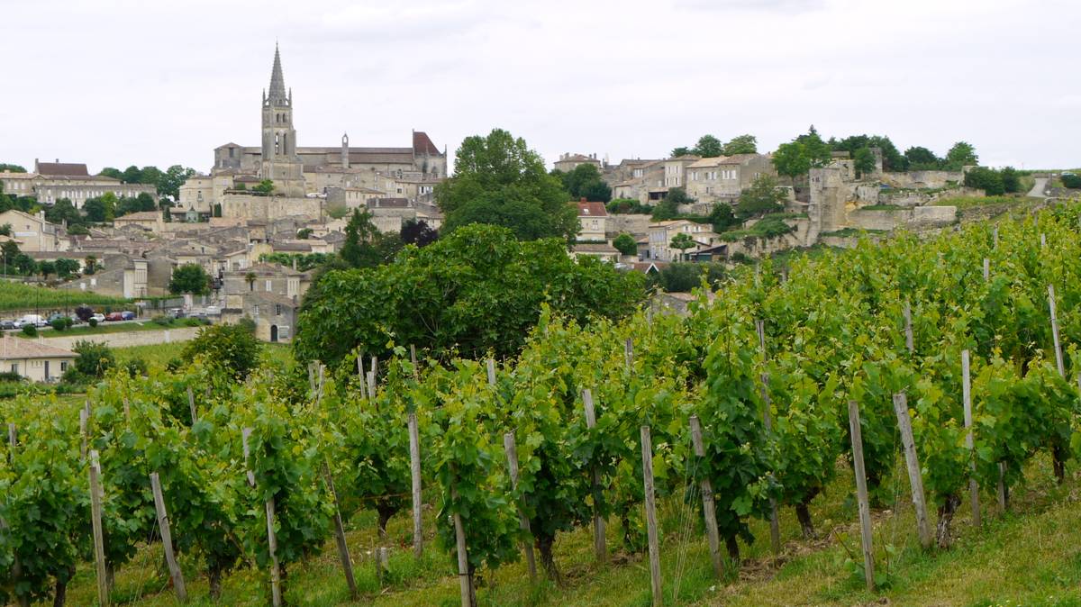 Vinrader i förgrunden och byn Saint-Émilion med ljusa kalkstenshus och ett högt spetsigt kyrktorn på kullen bakom