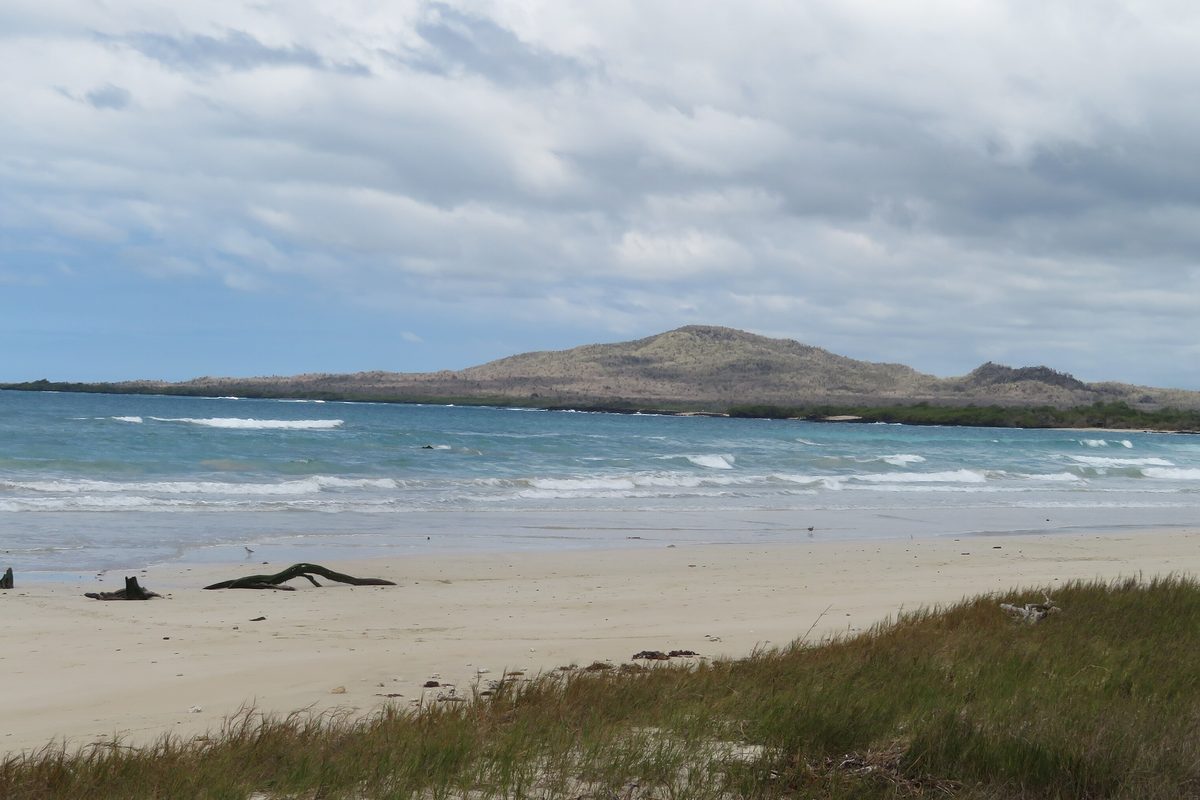 Stranden vid Puerto Villamil med ljus sand, låga vågor och några sjölejon som vilar vid vattenbrynet, med en vulkanisk kulle vid horisonten