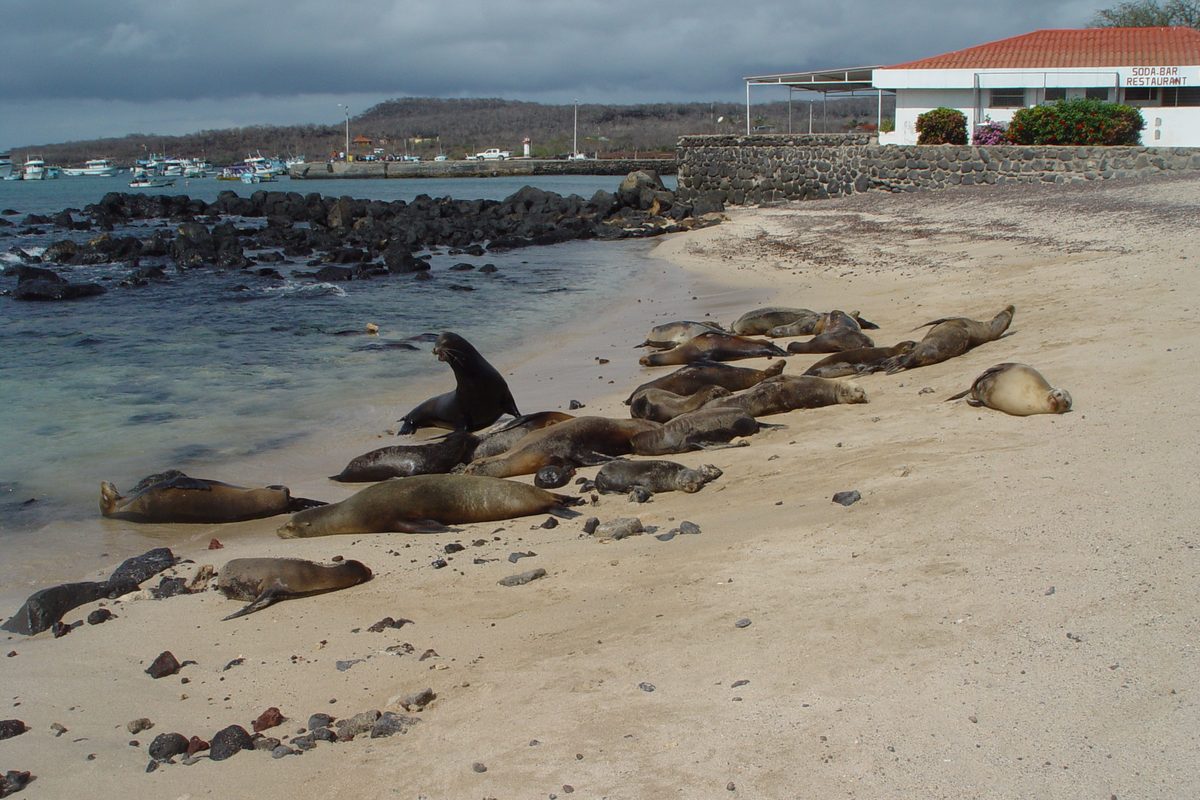 Ett tjugotal sjölejon ligger och sover på en sandstrand vid vattnet i Puerto Baquerizo Moreno, med ett vitt hus med rött tak i bakgrunden