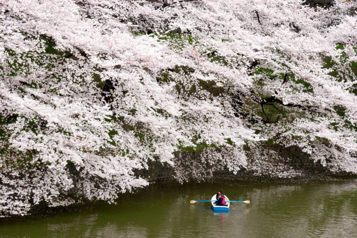 Blommande körsbärsträd hänger ut över vallgraven vid Chidorigafuchi i Tokyo, där en roddbåt glider fram på vattnet