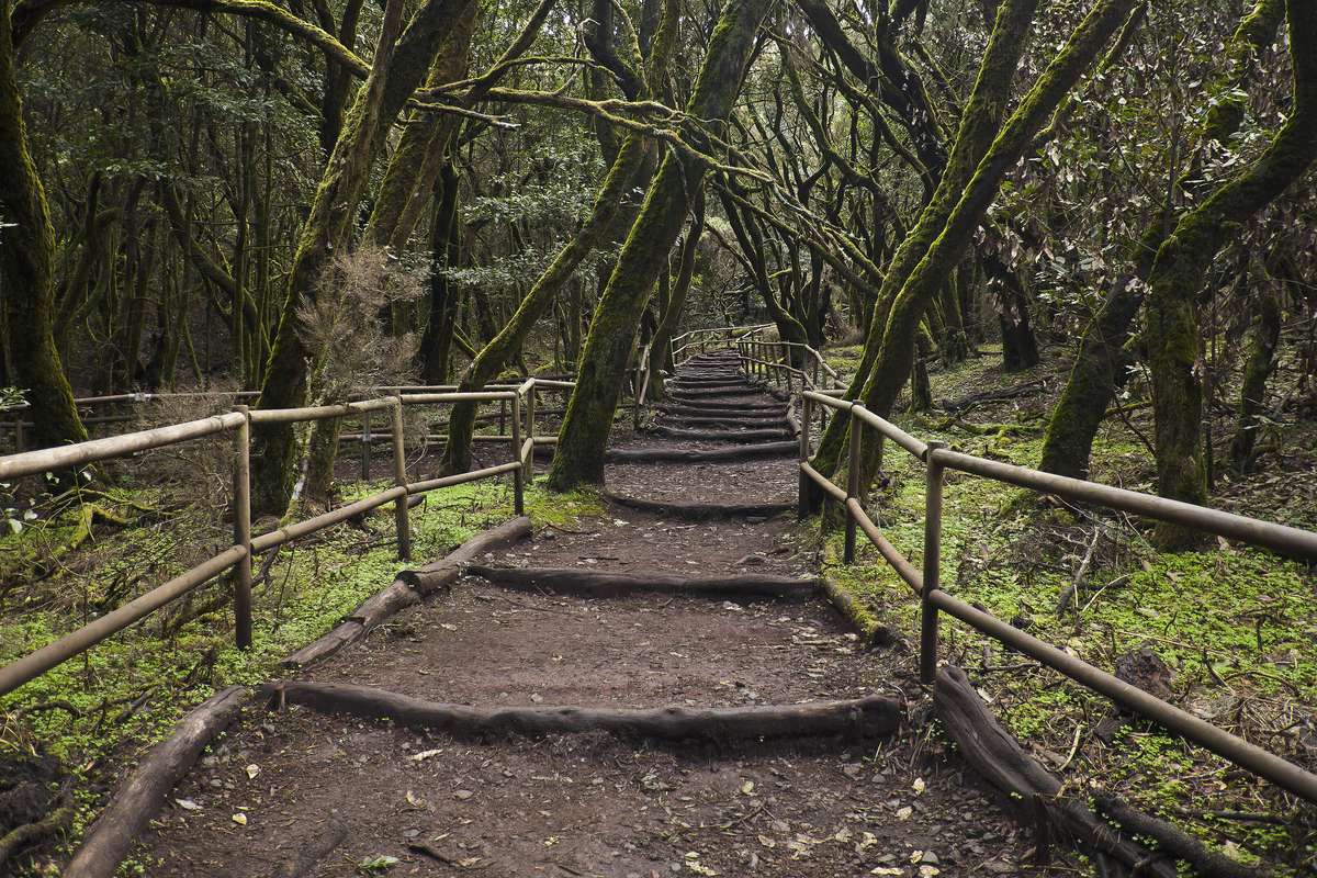 En stig med trästaket genom den mossiga lagerskogen Bosque Encantado i Garajonay nationalpark på La Gomera, med krokiga trädstammar på båda sidor