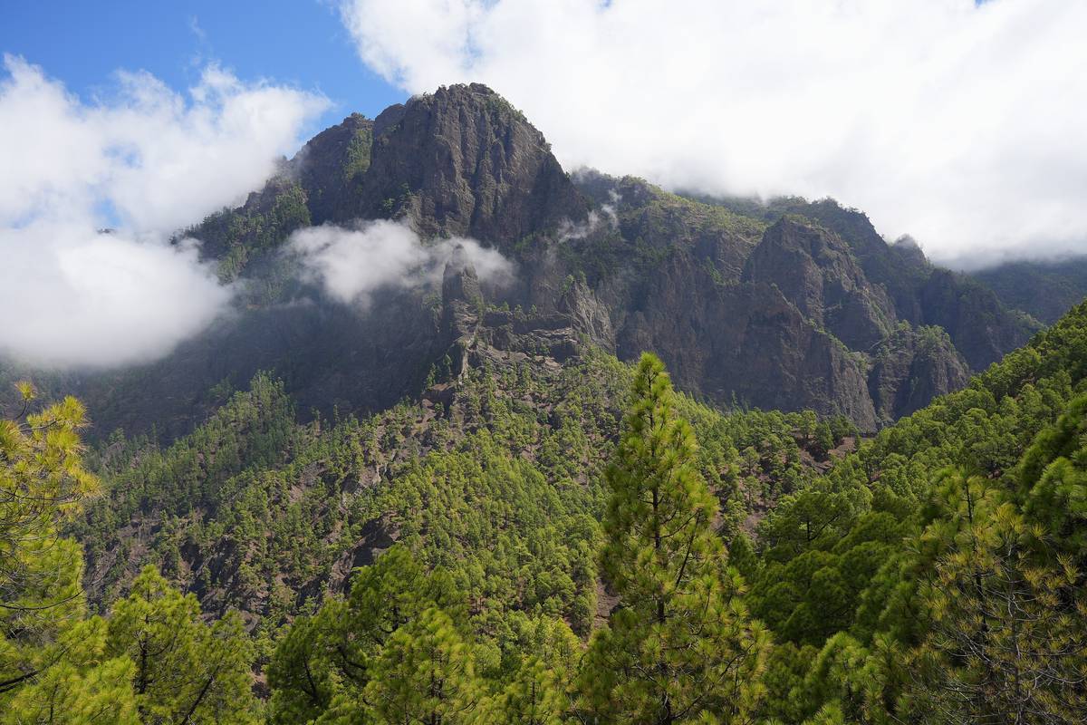 Utsikt över Caldera de Taburiente på La Palma med gröna kanarietallar i förgrunden och en mörk bergstopp där molnen drar förbi