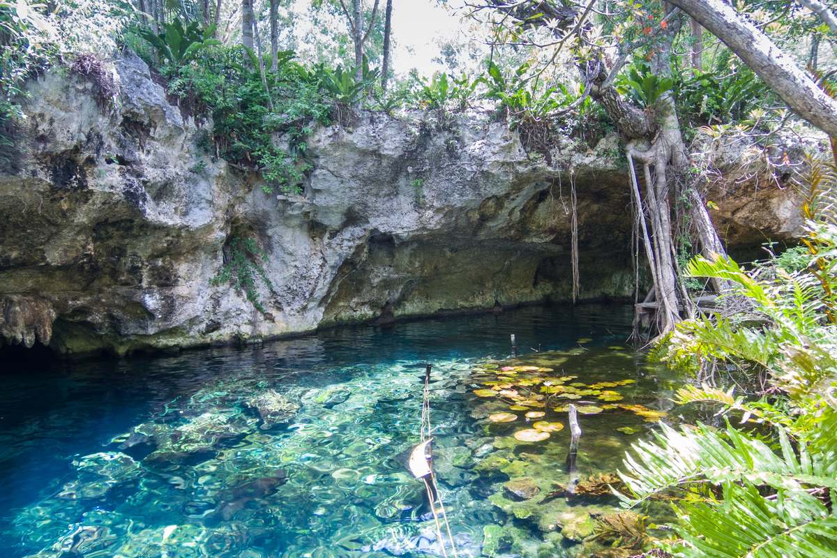 Kristallklart turkost vatten i Gran Cenote under en kalkstensvägg med rötter, ormbunkar och träd