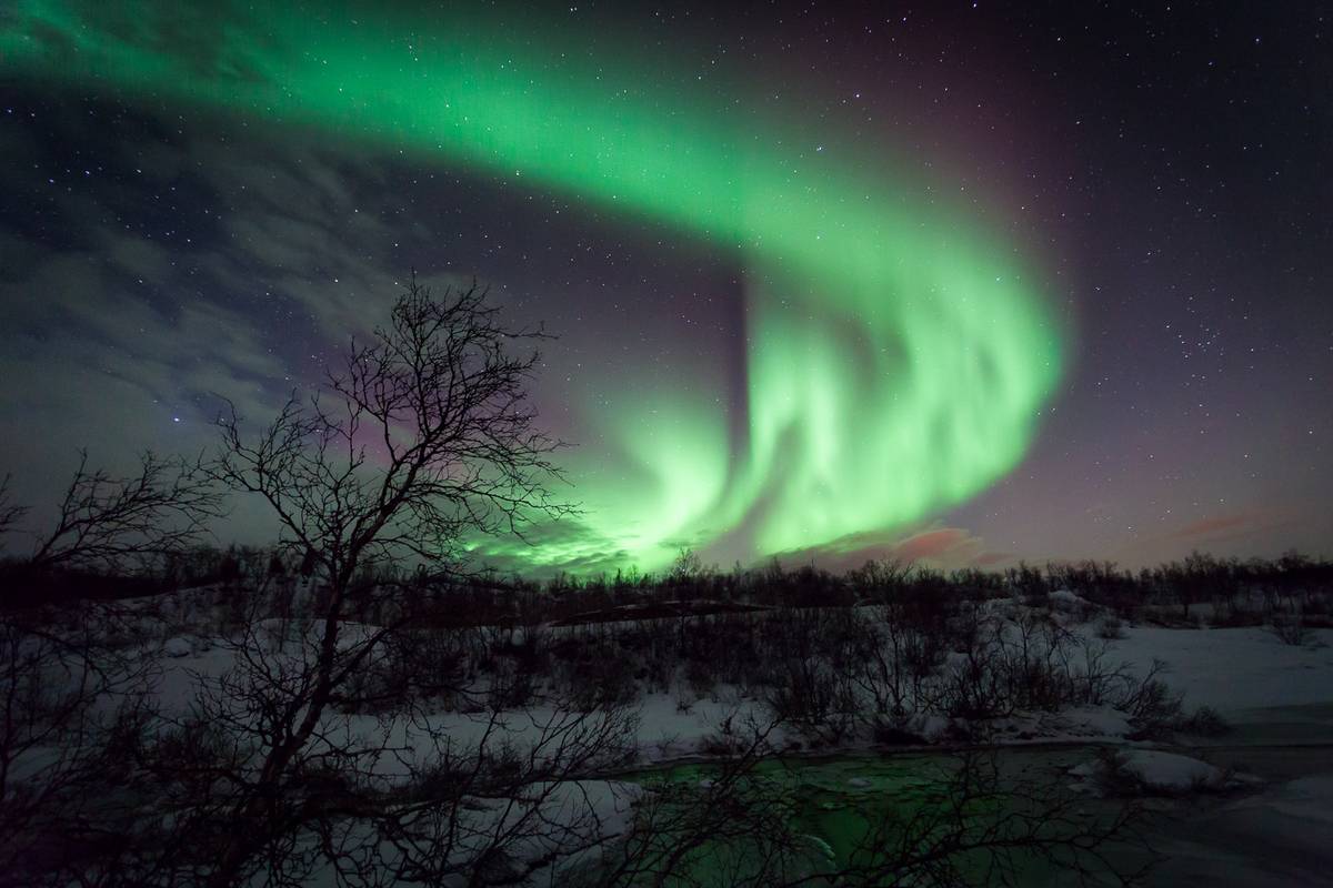 Ett grönt norrsken i en stor båge över en stjärnklar natthimmel, med silhuetten av ett kalt träd och ett snötäckt landskap i förgrunden
