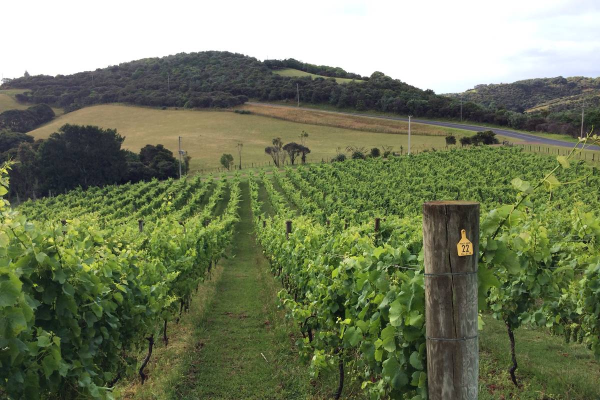 Rader av vinrankor på en vingård på Waiheke, med gröna kullar och skog i bakgrunden