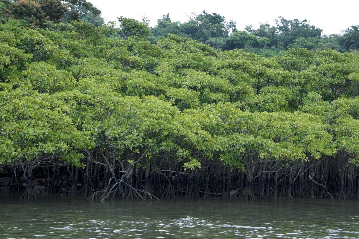 Tät mangroveskog med rötter som når ner i det gröna vattnet längs floden Nakama på Iriomote