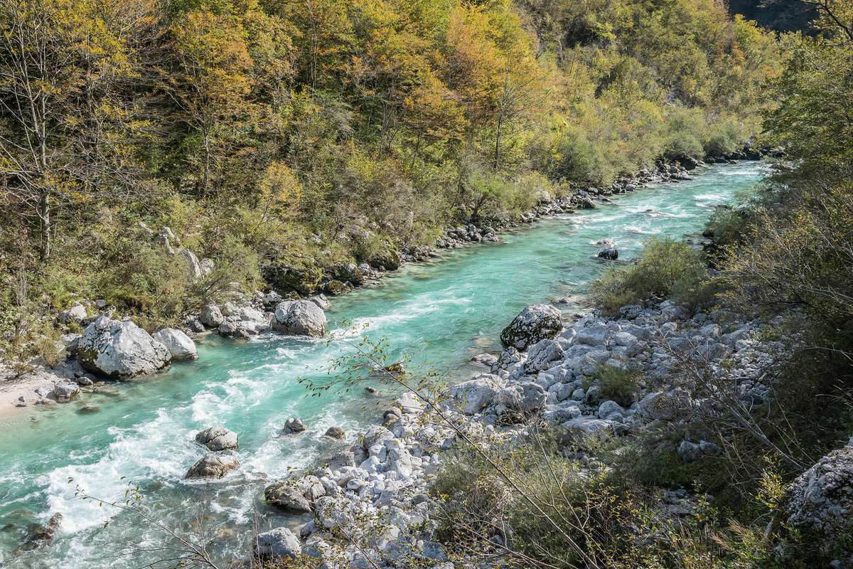 Den turkosa floden Soča forsar mellan vita stenar och höstfärgade träd vid Kobarid