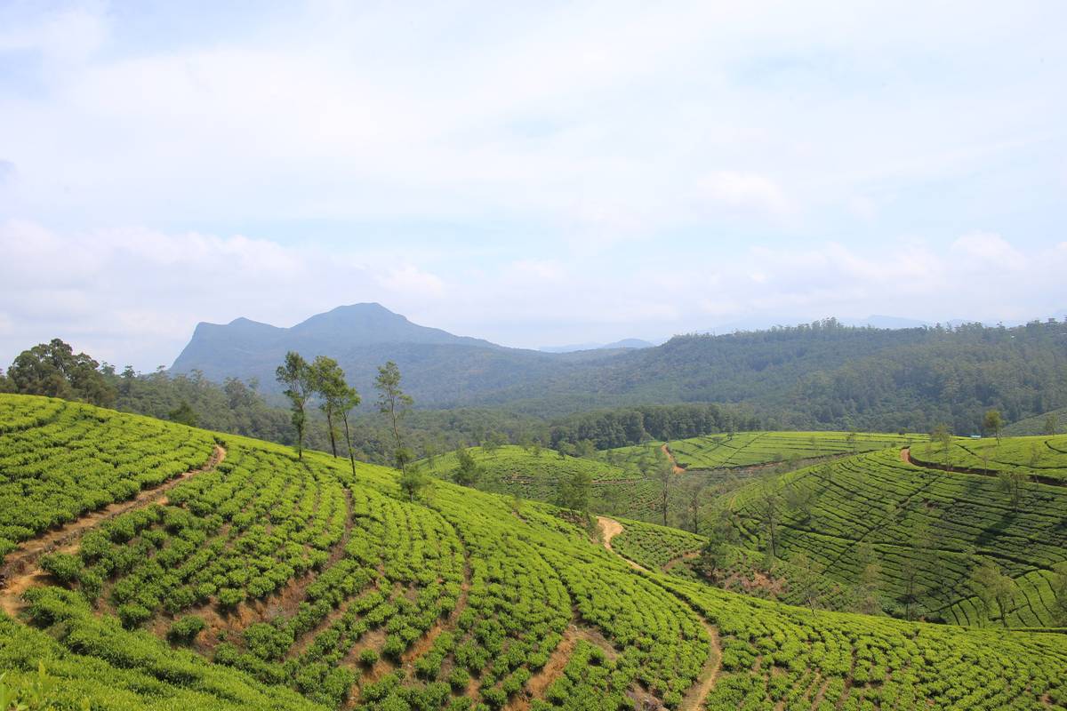 Gröna teplantager i täta rader på kuperade sluttningar nära Nuwara Eliya, med skog och berg i bakgrunden