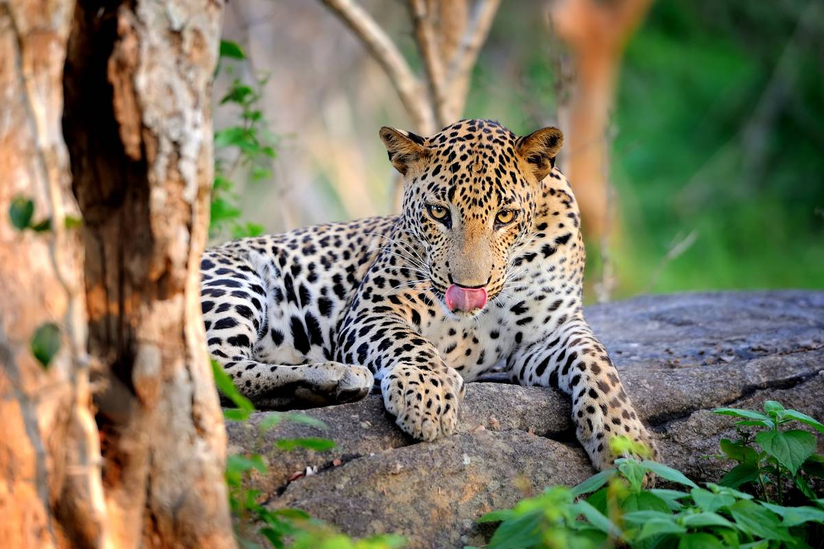 En leopard som vilar på en stor sten i Yala nationalpark