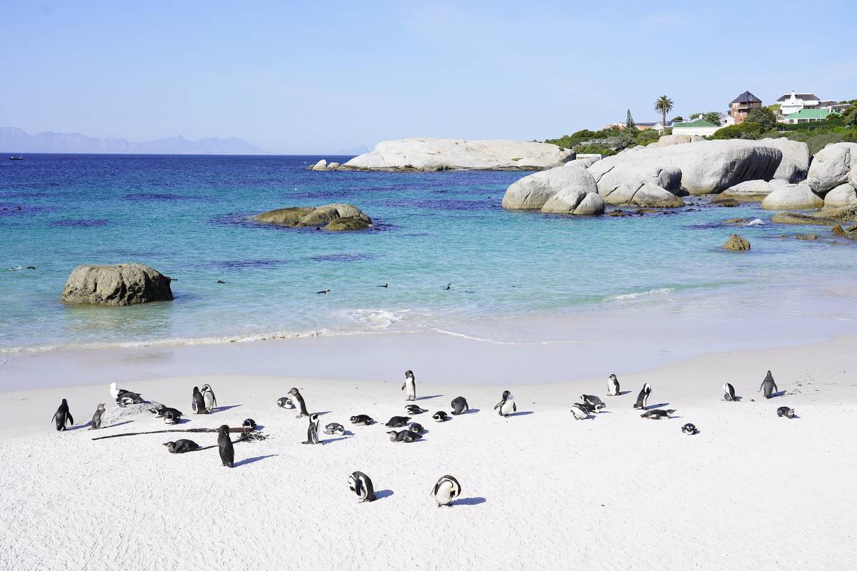 Ett tjugotal afrikanska pingviner på en vit sandstrand vid Boulders, med turkost vatten, stora granitblock och hus på kullen bakom