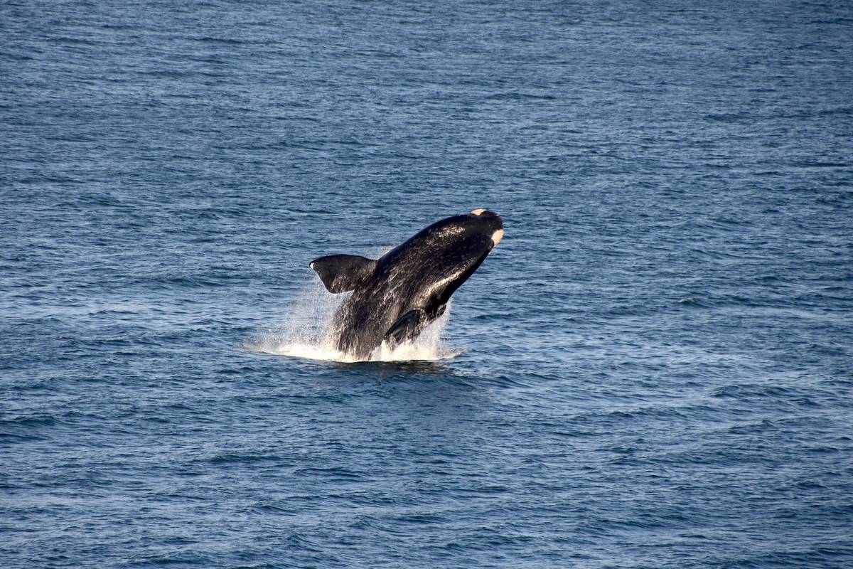 En sydkapare som hoppar halvvägs upp ur det mörkblå havet i Walker Bay, med vattenstänk runt kroppen