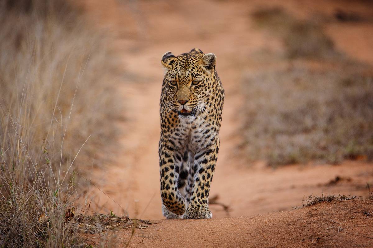 En leopard som går rakt mot kameran på en röd sandväg mellan torrt gräs i Sabi Sand