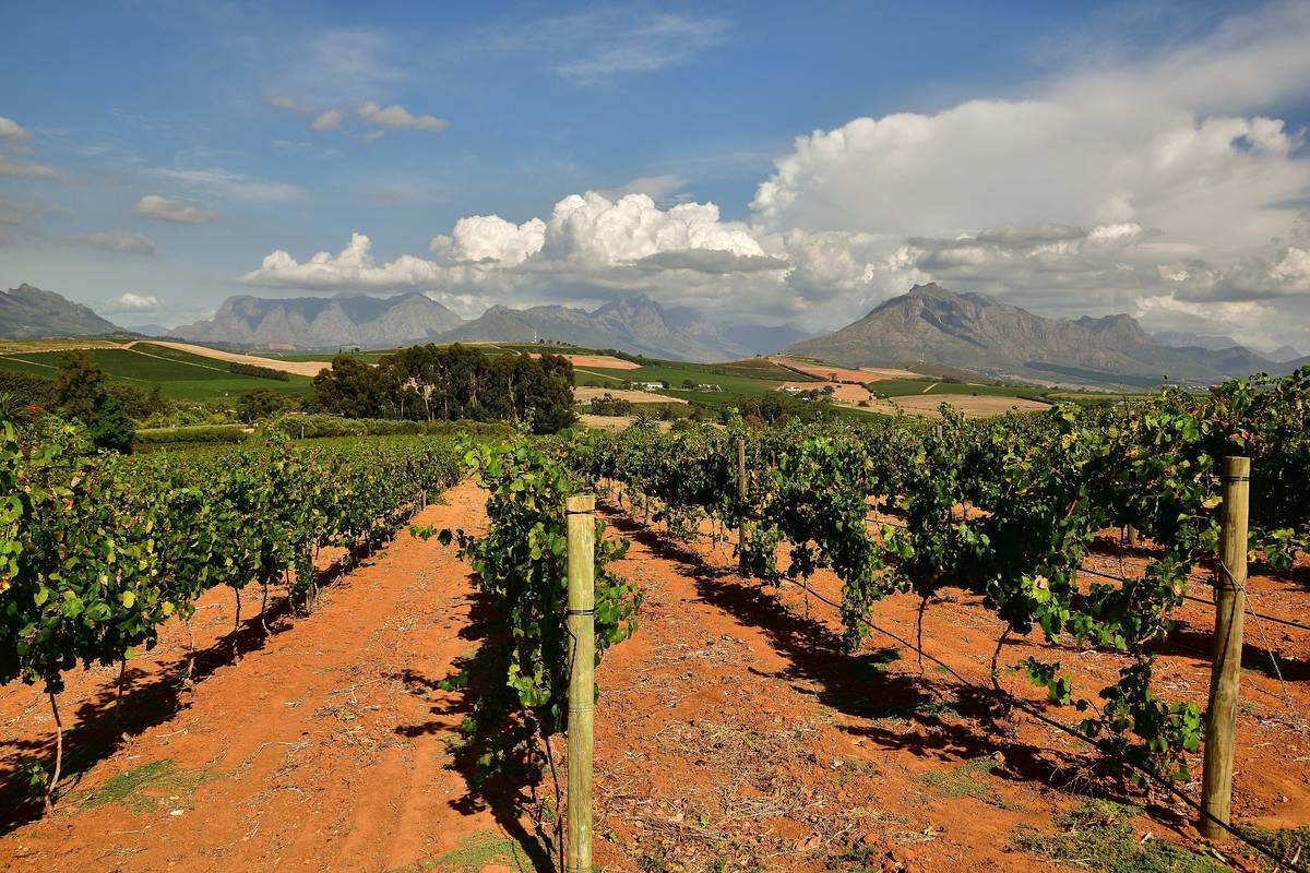 Rader av gröna vinstockar i röd jord på en vingård i Stellenbosch, med blå bergskedjor och vita moln i bakgrunden