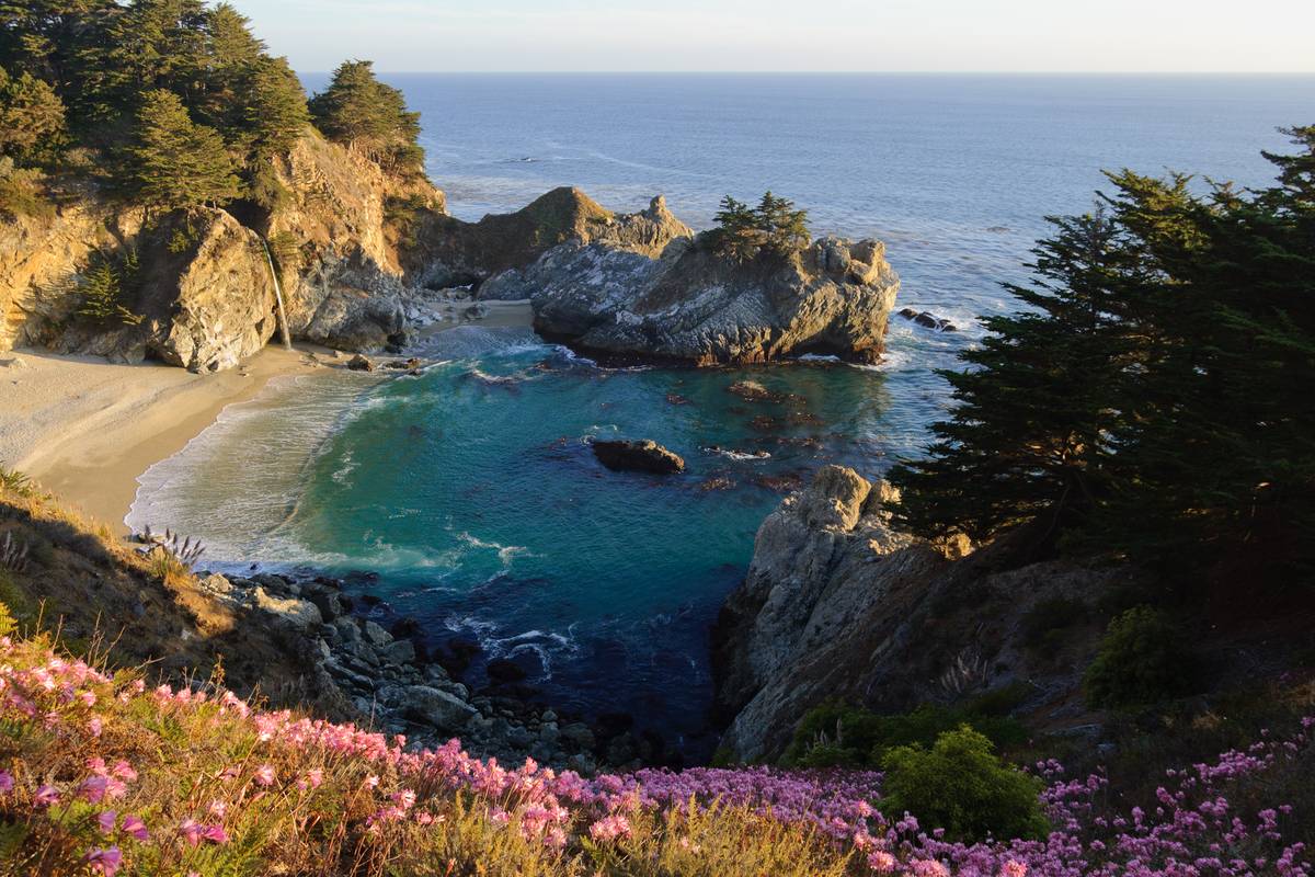 En turkos vik med ljus sandstrand och klippor vid Big Sur, med rosa blommor i förgrunden och det blå Stilla havet bortom