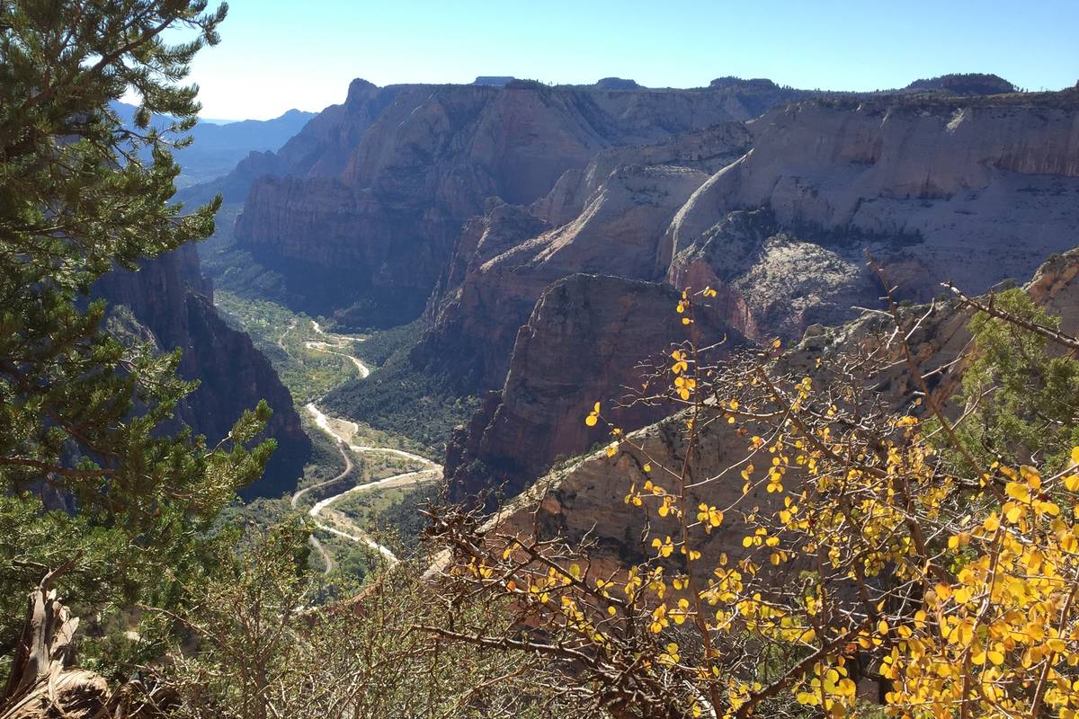 Utsikt ner i Zion Canyon där Virgin River slingrar sig mellan höga, ljusa och rödbruna klippväggar, med en tall och gula höstlöv i förgrunden