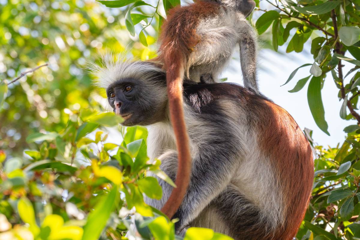 En zanzibarröd colobusapa med rödbrun päls och vitt huvudhår sitter i ett träd med en unge på ryggen i Jozanis skog