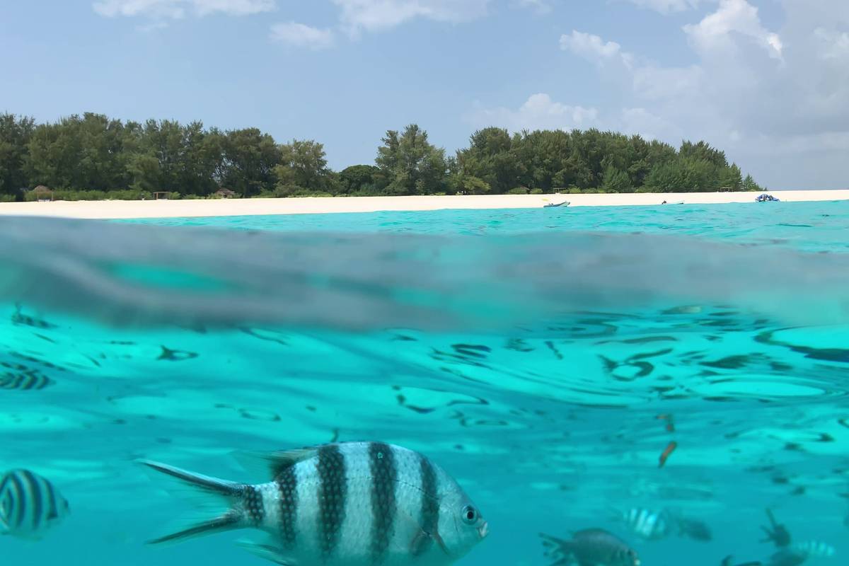 Delad bild över och under vattenytan: ön Mnemba med vit strand och grönska ovanför, randiga fiskar i turkost vatten nedanför