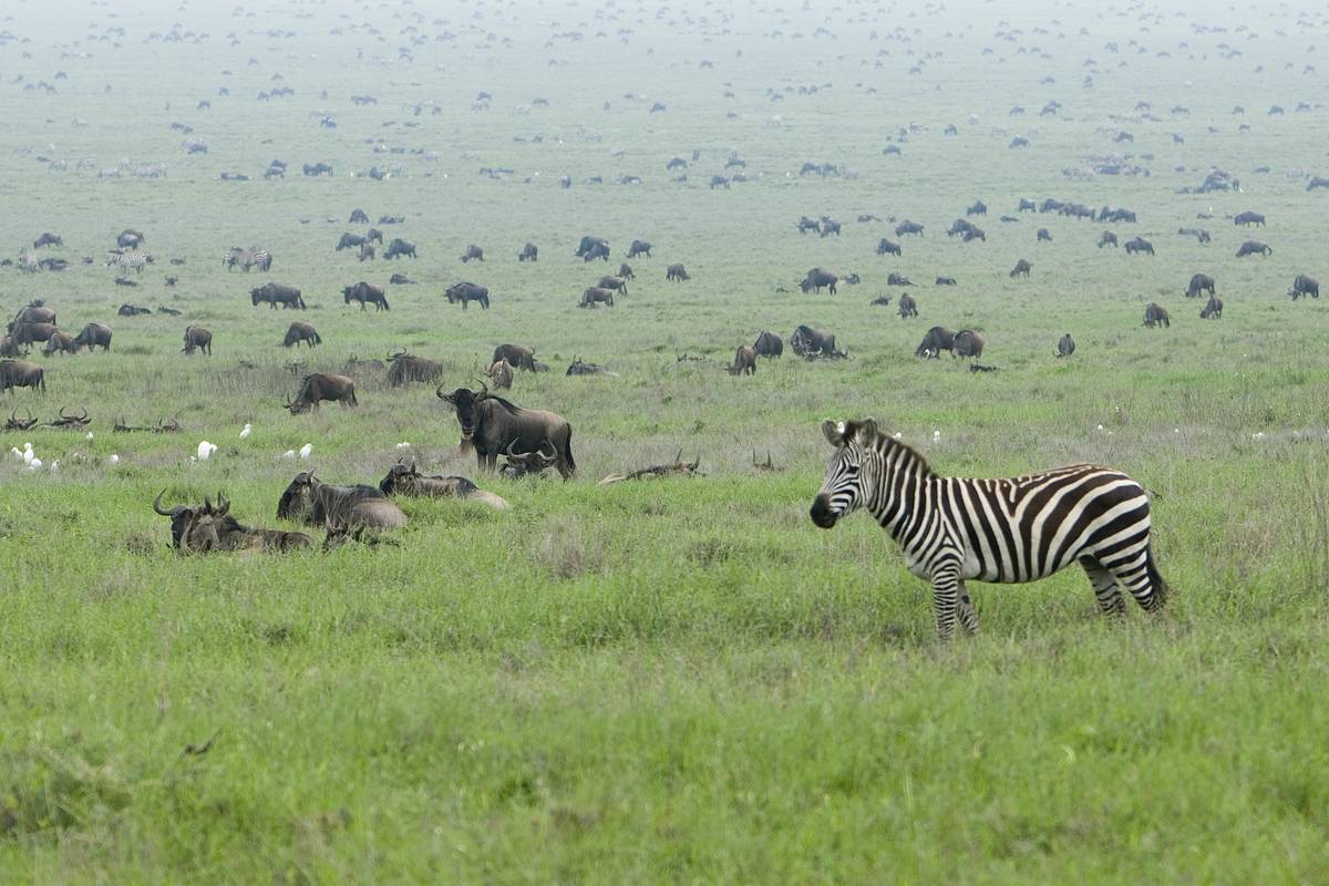 En zebra står i högt grönt gräs framför hundratals gnuer som betar på Serengetis slätt i morgondiset