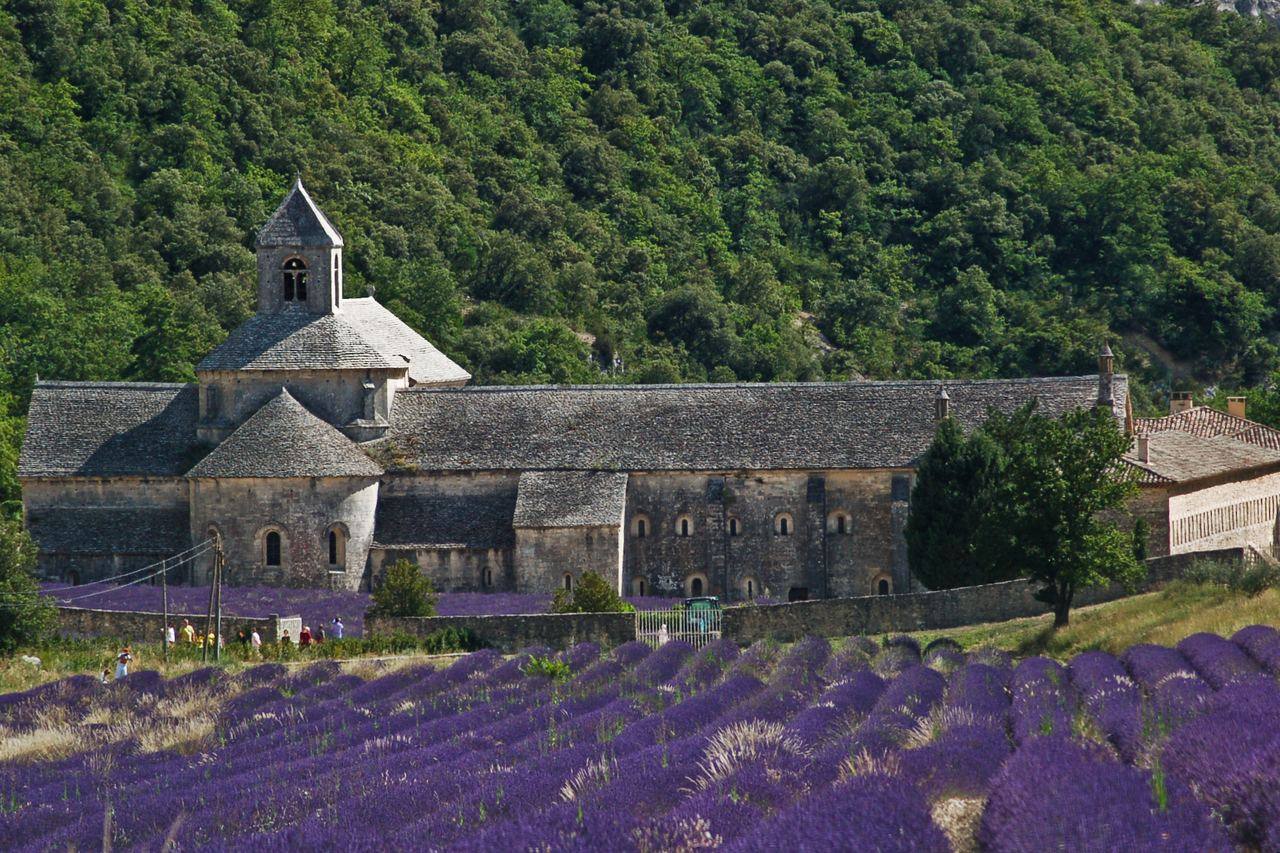 Det medeltida stenklostret Sénanque i Provence med ett grått klocktorn, omgivet av gröna skogsklädda kullar och rader av blommande lila lavendel i förgrunden